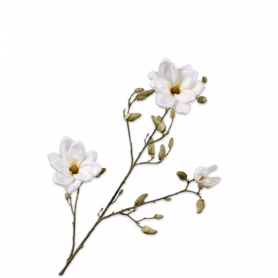 Magnolia Rama Crema 103cm