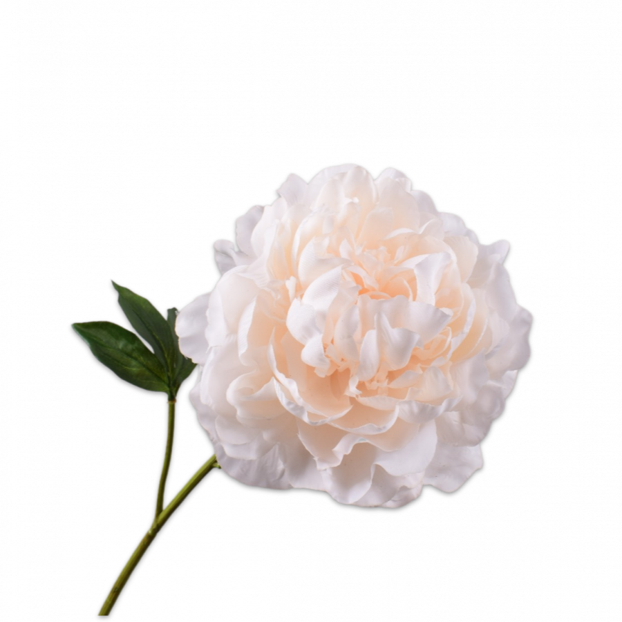 Peonia Tallo Melocoton 57cm