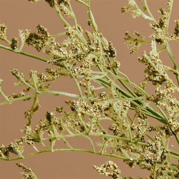 Rama Lovergrass Vert