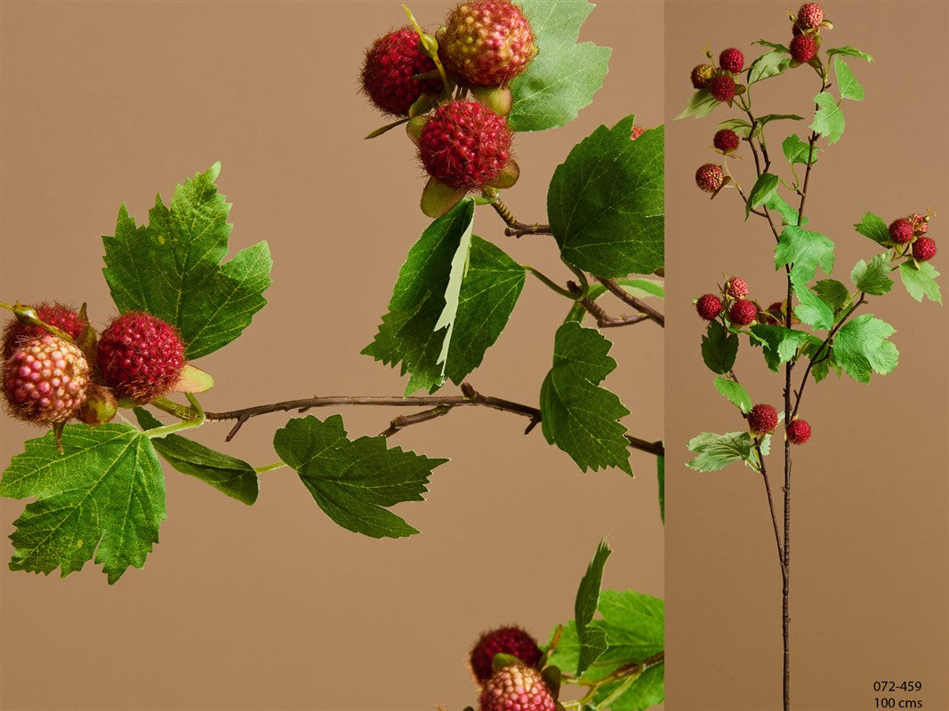 Grande branche de framboises