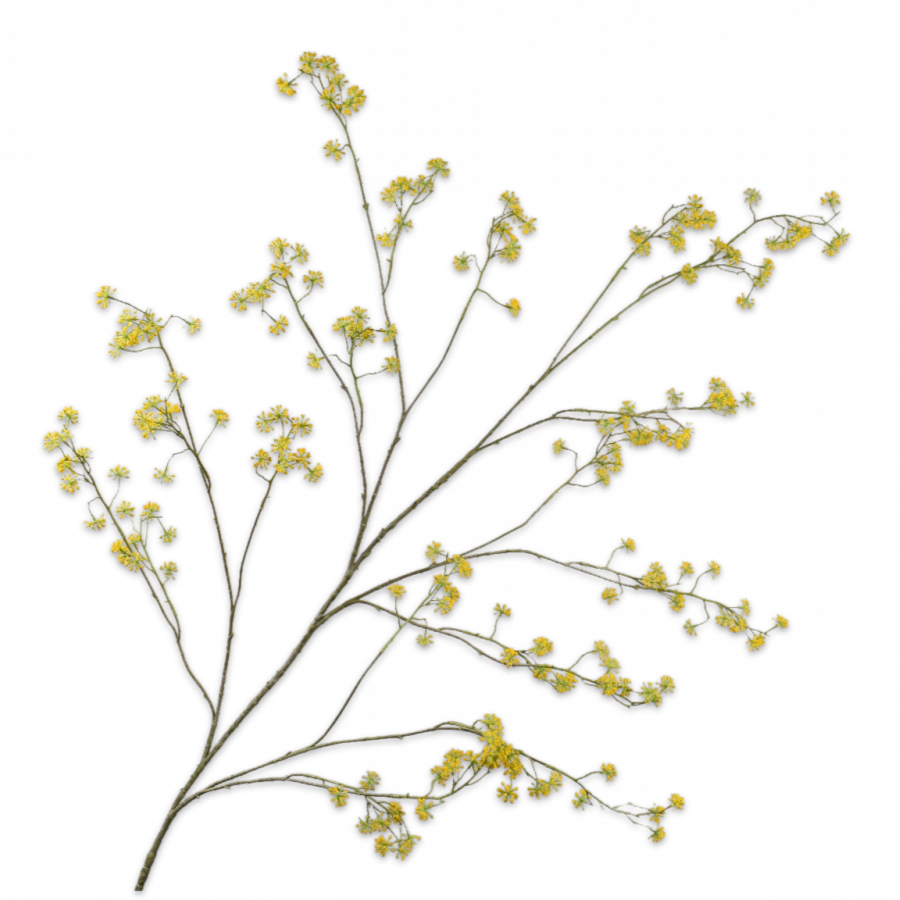 Eneldo Rama Amarillo 62cm