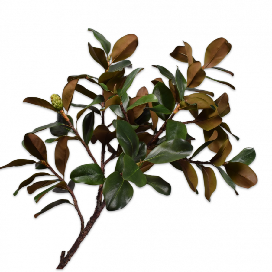 Magnolia Rama Verde 152cm
