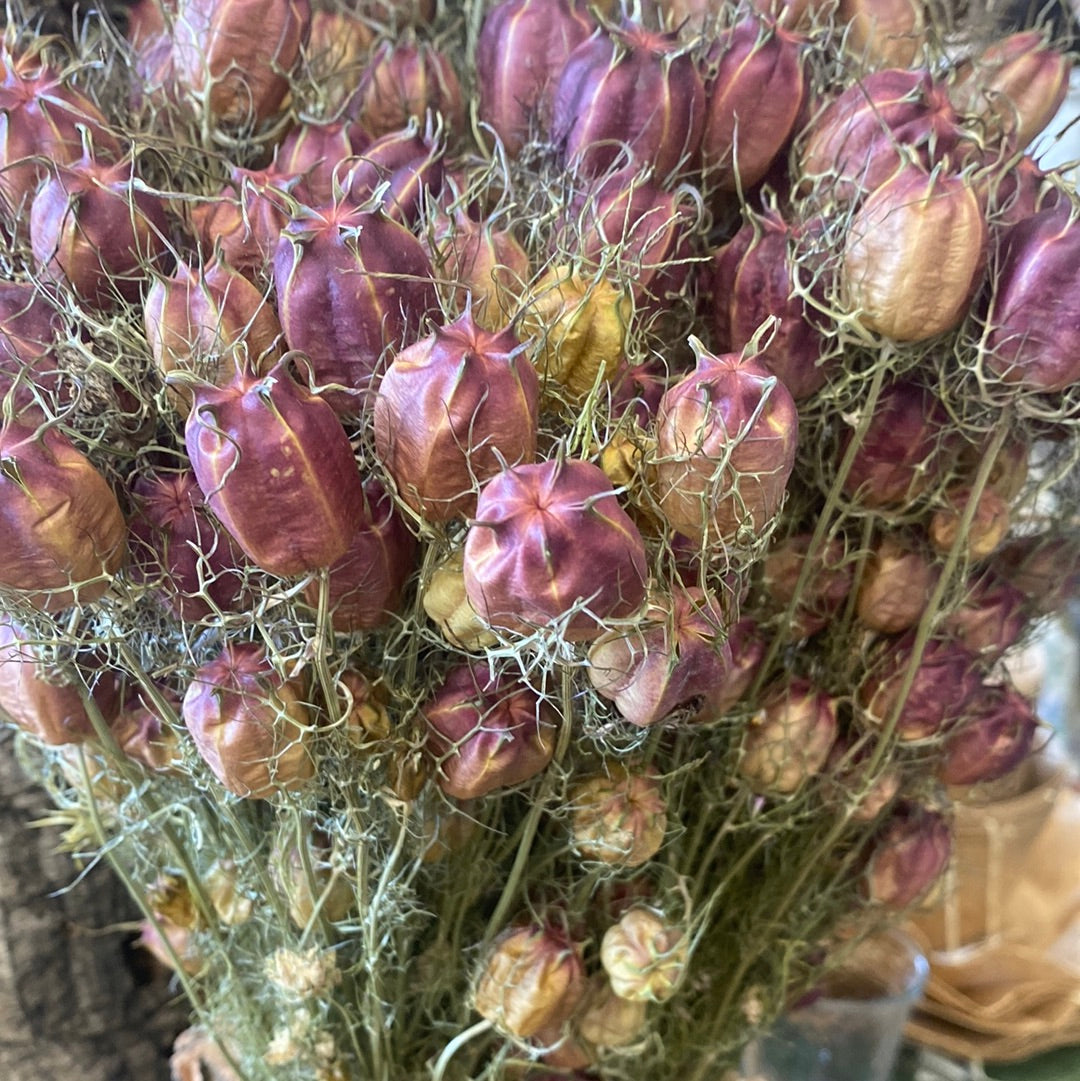 Ramo de Nigella