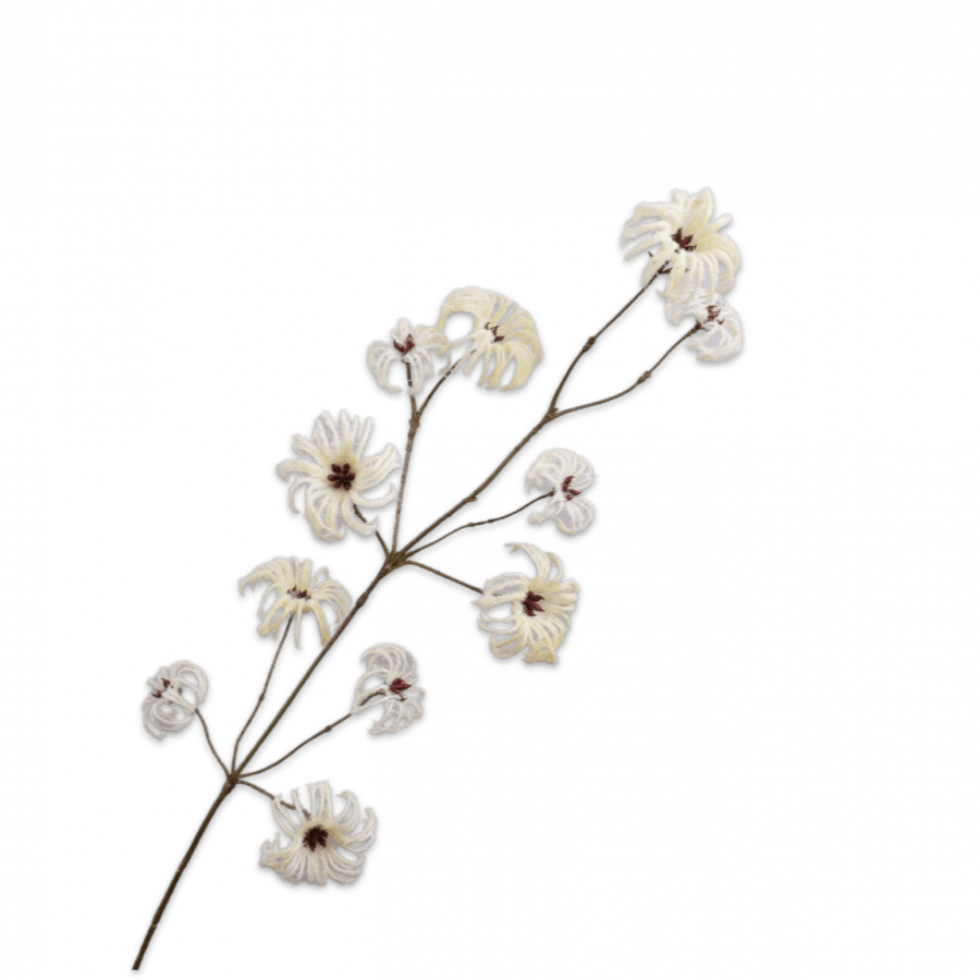 Clematis Rama Crema 107cm - La Compañía Francesa