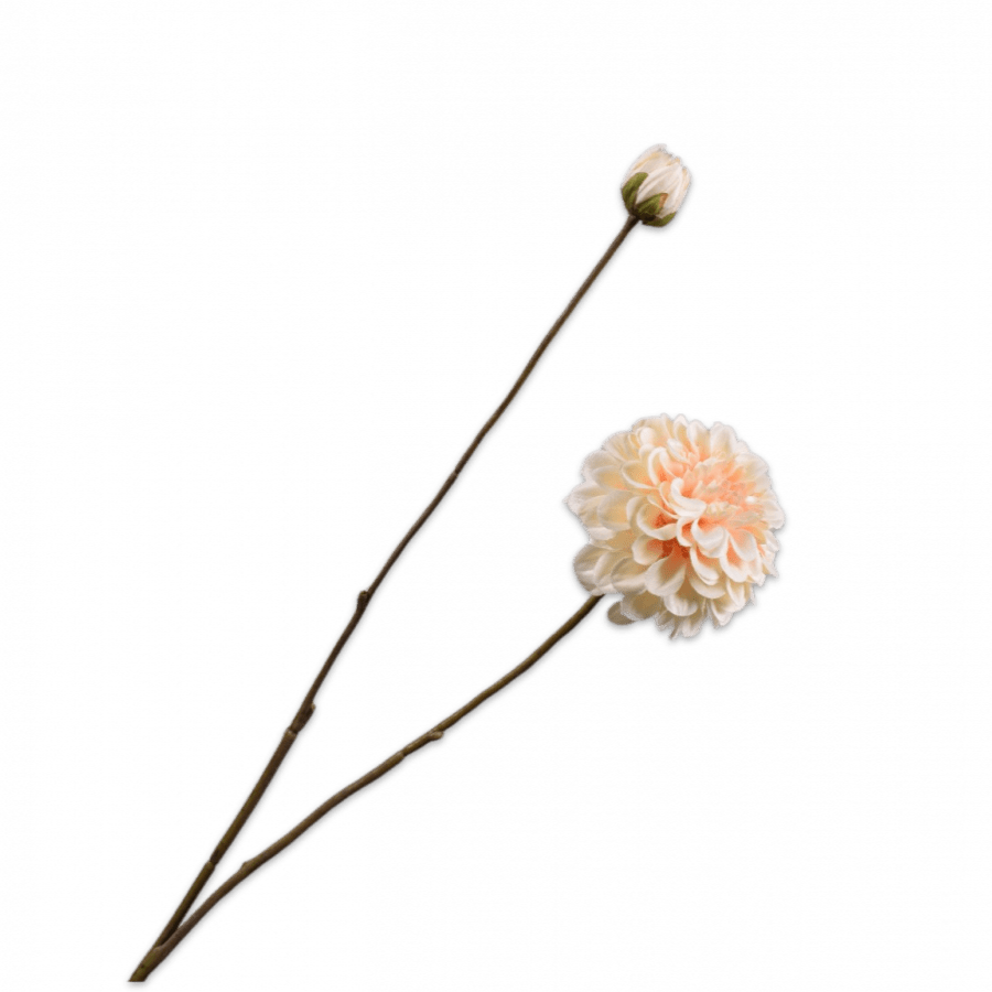 Dahlia Rama Crema 87cm - La Compañía Francesa