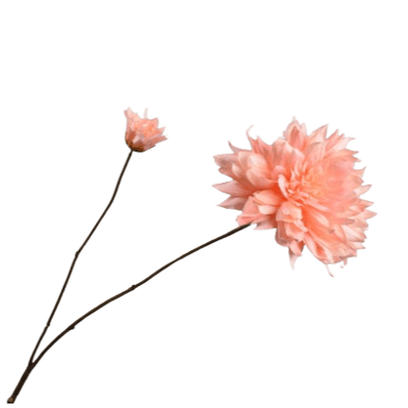 Dahlia Rama Crema/Rosa 87cm - La Compañía Francesa