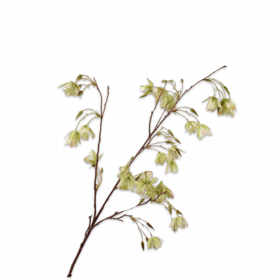 Elaeocarpus Rama Verde 99cm - La Compañía Francesa