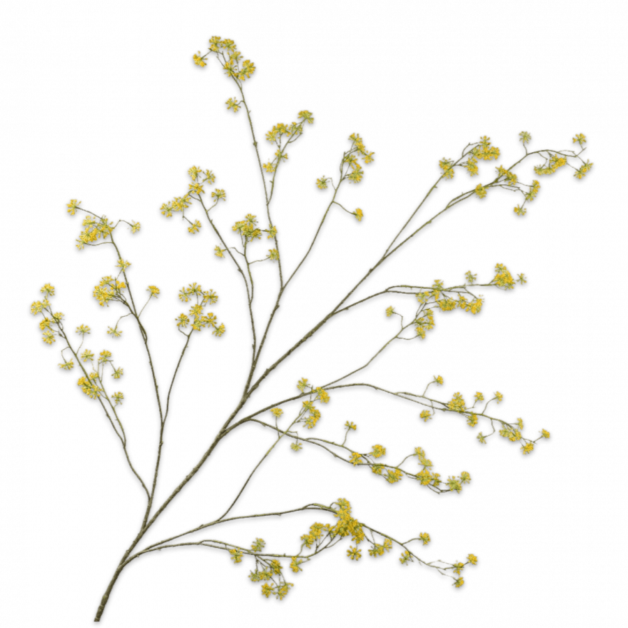 Eneldo Rama Amarillo 62cm - La Compañía Francesa