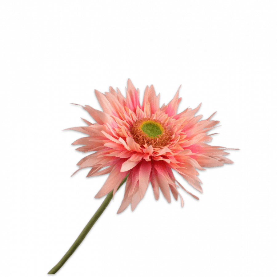 Gerbera Tallo Melocoton 61cm - La Compañía Francesa