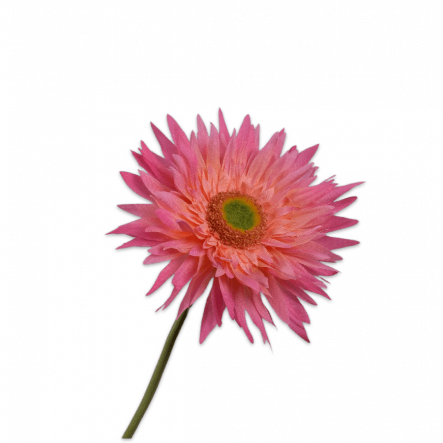Gerbera Tallo Rosa 61cm - La Compañía Francesa