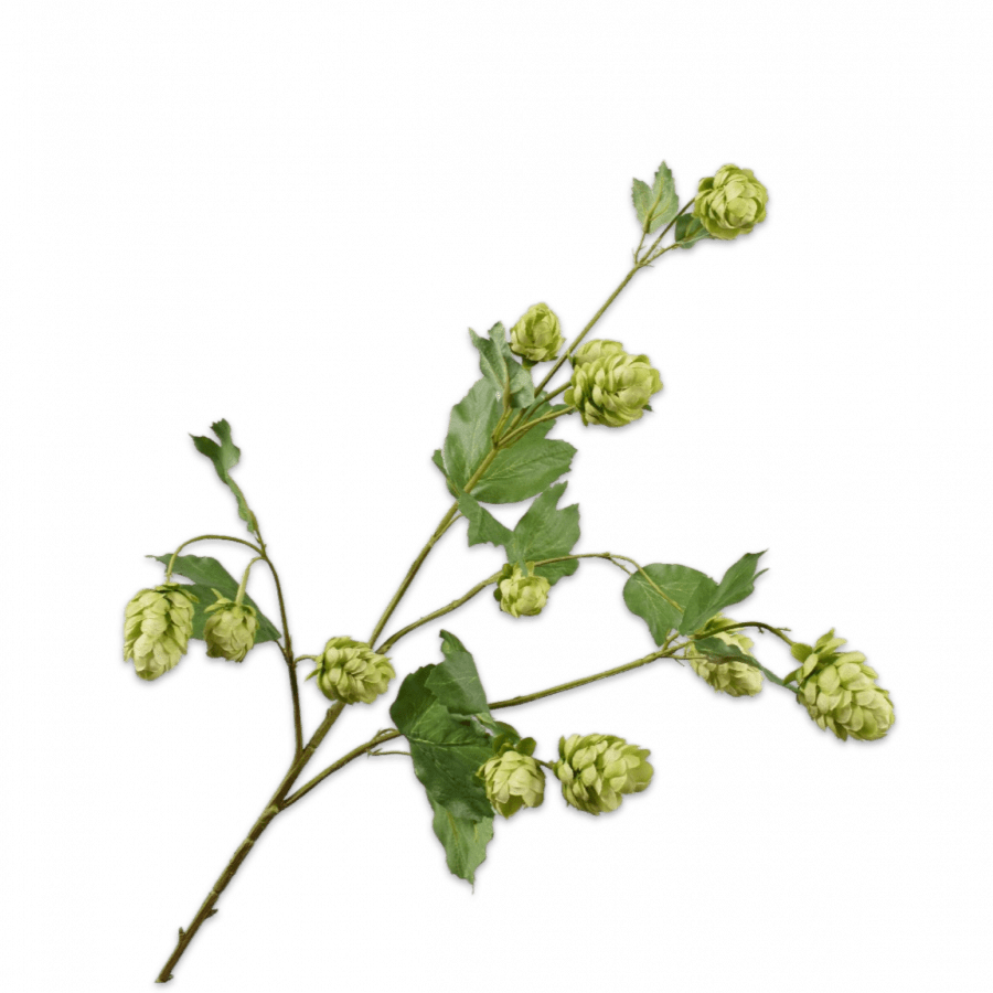 Lúpulo Rama Verde 77cm - La Compañía Francesa
