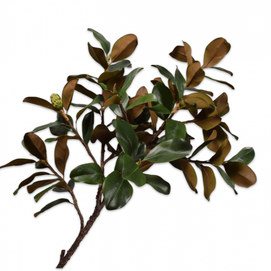 Magnolia Rama Verde 152cm - La Compañía Francesa