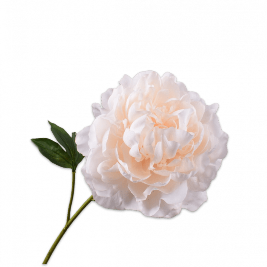 Peonia Tallo Melocoton 57cm - La Compañía Francesa