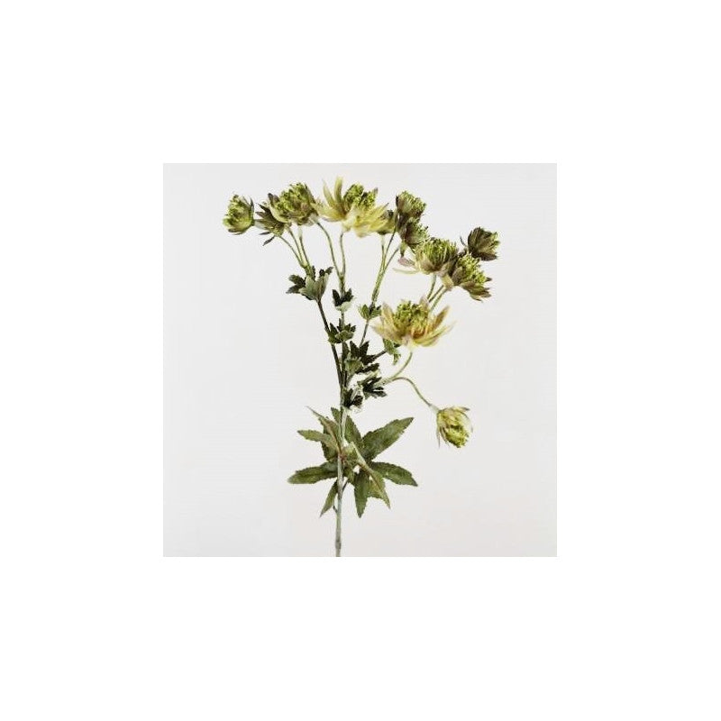 Rama Nigella Vert 66 cm