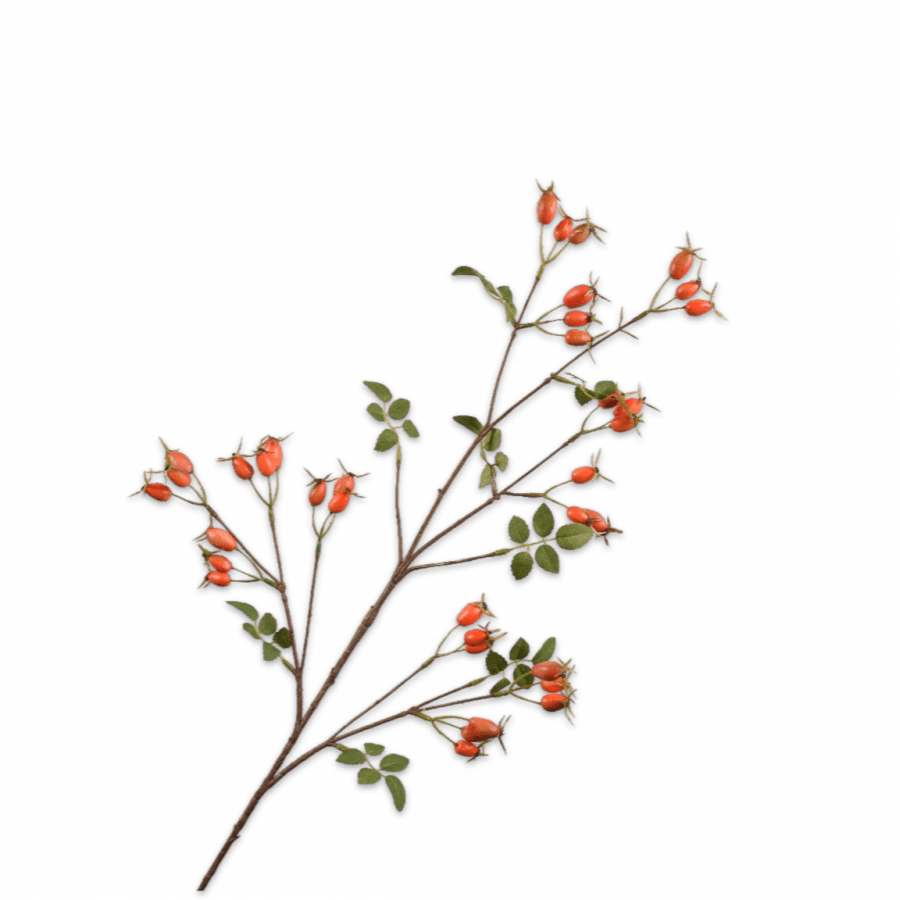 Rosa Mosqueta Rama Naranja 95cm - La Compañía Francesa