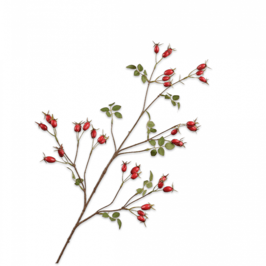 Rosa Mosqueta Rama Roja 95cm - La Compañía Francesa