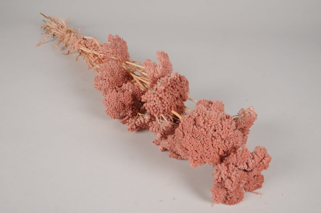 Manojo de Milenrama conservado en Polvo Rosa - La Compañía Francesa